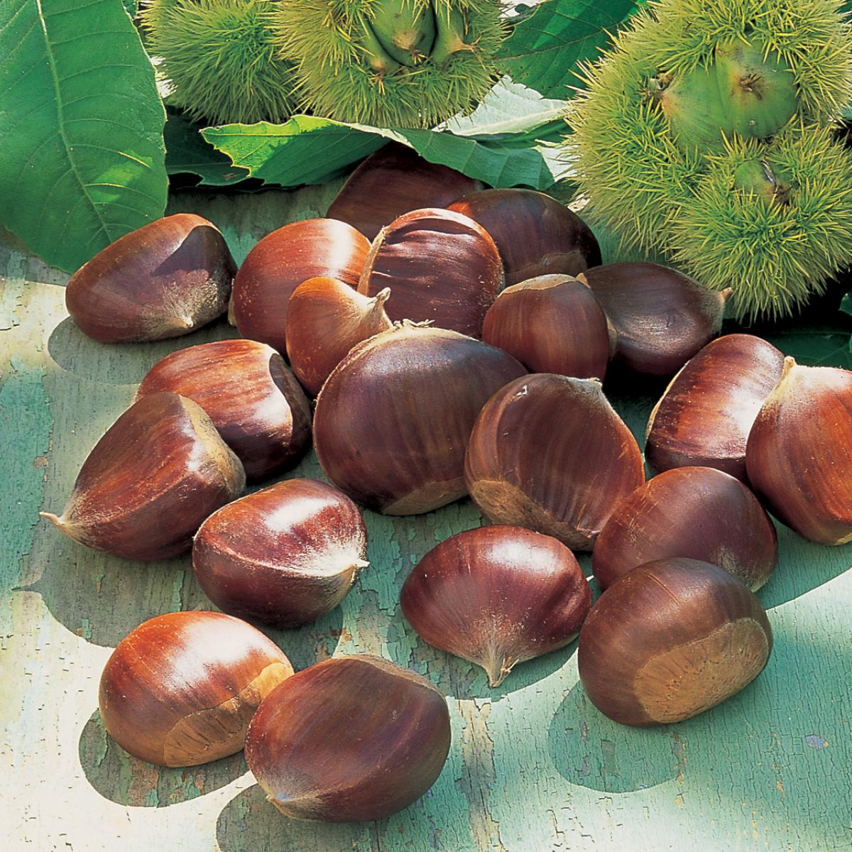 A picture of Chestnuts