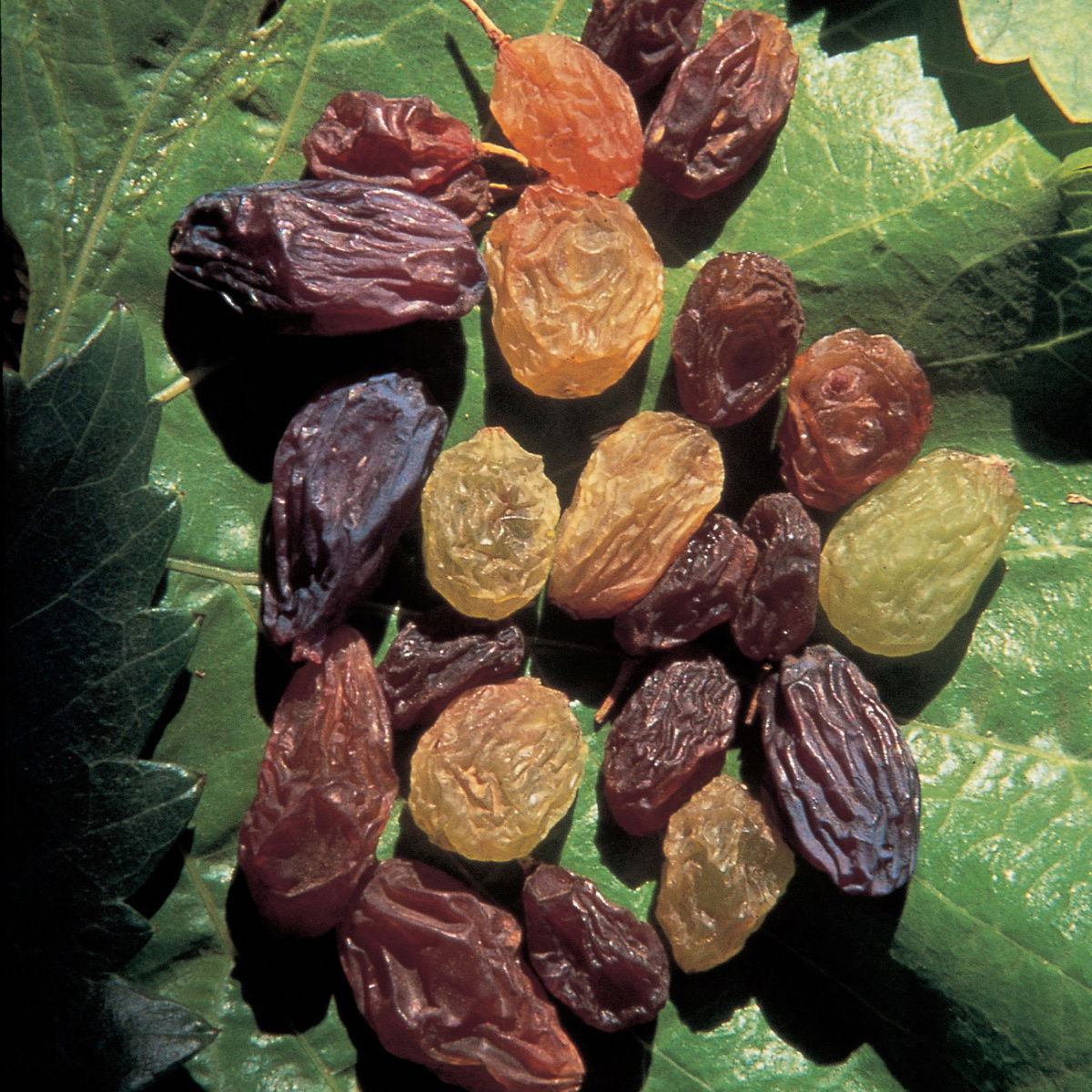 Ingredient vegetarian raisins