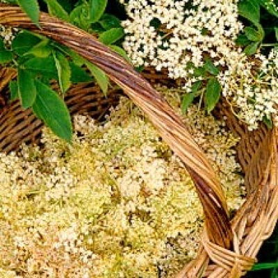A picture of Delia's Elderflowers ingredient