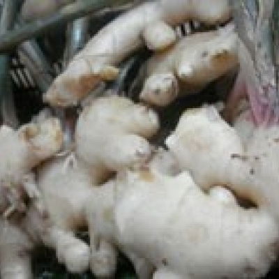 A picture of Delia's Galangal ingredient