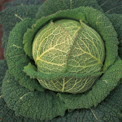 Cabbage Ingredients Delia Online