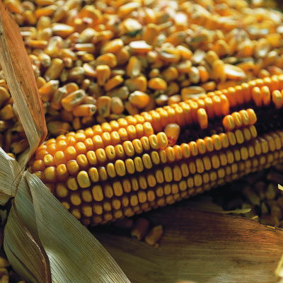 A picture of Delia's Sweetcorn ingredient