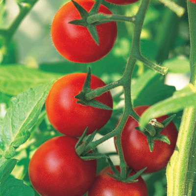 A picture of Delia's Tomato and Anchovy Quiche recipe